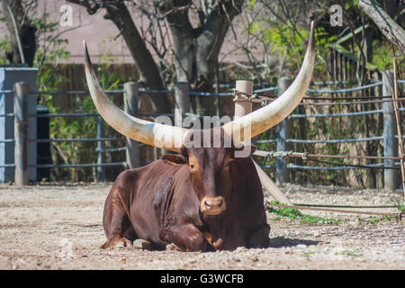 Ankole-Watusi Longhorn Stier aus Afrika Stockfoto