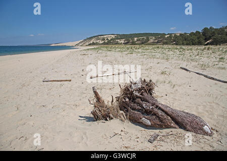 Überreste von toten Bäumen am Sandstrand mit Pinien begraben durch die Düne von Pyla im Hintergrund Südfrankreich Stockfoto