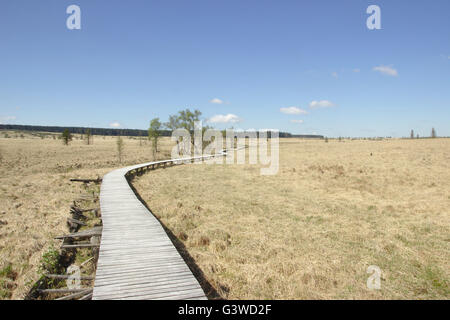 Hohe Venn (Hautes Fagnes, Hohes Venn, Hoge Venena) in der Nähe von Baraque Michel, hob Moor in Belgien Stockfoto