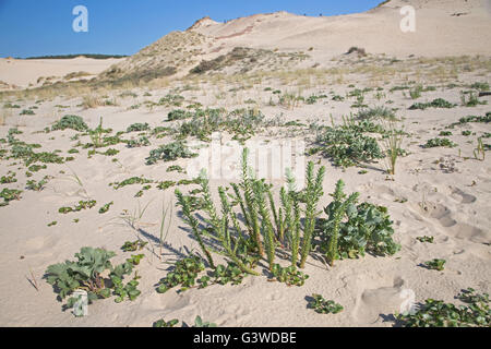 Pflanzen recolonizing Sanddünen Düne von Pyla Südfrankreich Stockfoto