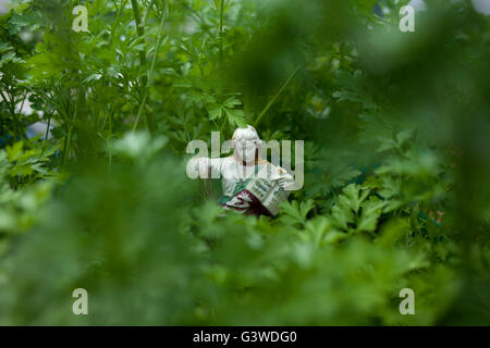 Eine Skulptur von Saint Pancras umgeben von Petersilie in einem Bio-Bauernhof in Prado del Rey, Cádiz, Andalusien, Spanien, 16. Juli 2013. Stockfoto