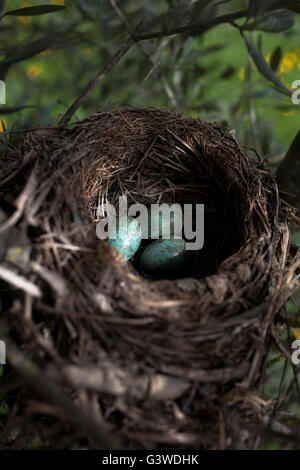 Amsel Eiern in ein Nest in einem organischen Olivenhain in Prado del Rey, Cádiz, Andalusien, Spanien, 16. Juli 2013. In seiner Farm Diego Stockfoto