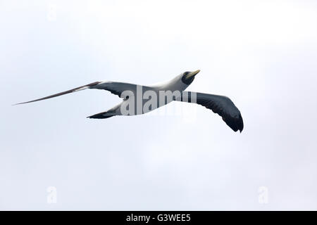 Maskiert Sprengfallen (Sula Dactylatra) Arabisches Meer Stockfoto