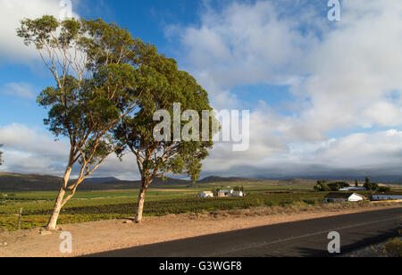 Malerische Aussicht auf Weinberge und ein Bauernhaus im Bereich Robertson des Western Cape Stockfoto