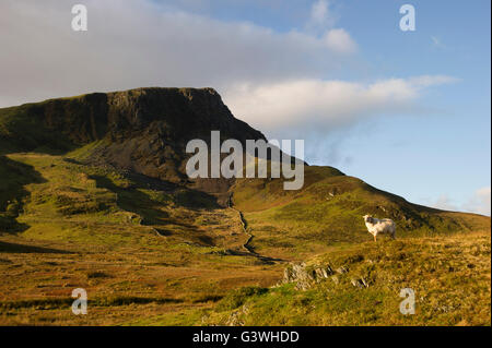 Schaf stehend im Vordergrund mit Spitze von Snowdonia Berge im Hintergrund in Sonnenlicht getaucht Stockfoto