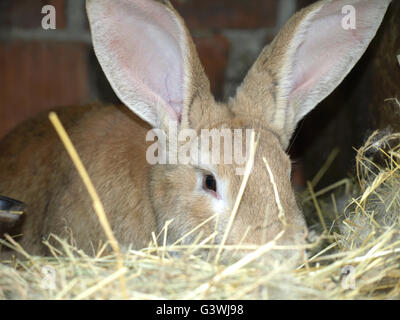 Kaninchen auf Bauernhof mit Tieren im Kaninchenstall Stockfoto