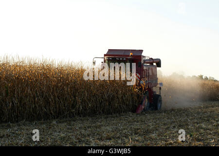 Mähdrescher zur Ernte Weizen in einem Feld in der Auvergne, Frankreich Stockfoto