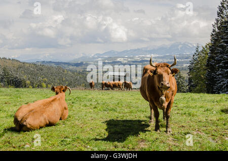 Rinder grasen auf Almen im späten April mit Schnee auf den Bergen Stockfoto