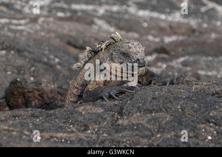 Eine schlafende Leguan ruht auf den Lavafelsen der Galapagos-Inseln Stockfoto