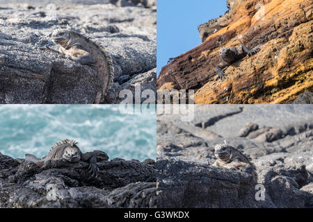 Sammlung von Bildern der Leguane auf den Galapagos-Inseln Stockfoto