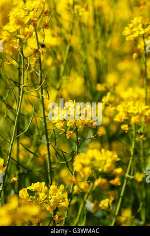 Feld-Senf (Brassica Rapa) im Feld Stockfoto