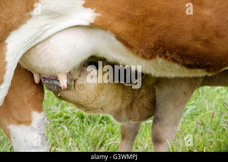 Ein junges Kalb trinken Milch aus seiner Mutter Euter Stockfoto