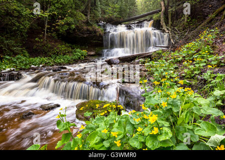 Sumpfdotterblumen sind in voller Blüte bei Wagner fällt malerischen Ort in der Nähe von Munising Michigan in der oberen Halbinsel. Stockfoto