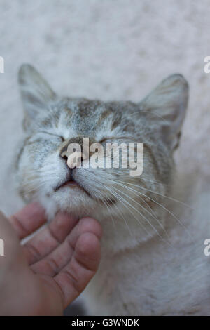 Hand kuscheln Katze Stockfoto