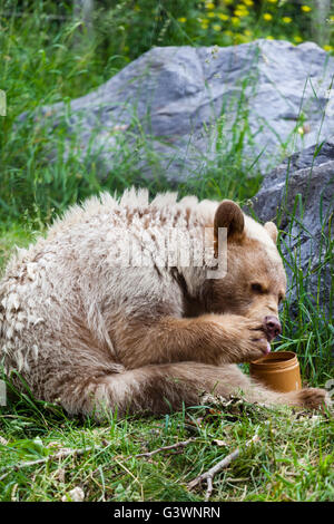 Ein hungriger weißer Kermode oder Spirit Bear leckt Honig aus seiner Pfote aus einem Glas Honig. Stockfoto