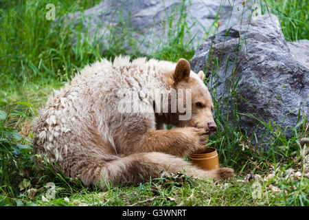 Ein hungriger weißer Kermode oder Spirit Bear leckt Honig aus seiner Pfote aus einem Glas Honig. Stockfoto