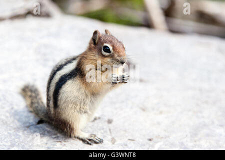 Ein wild Streifenhörnchen (Tamias Striatus) steht auf den Hinterbeinen auf der Suche nach Nahrung. Stockfoto