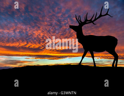 Silhouette von Rotwild Stier Elch auf einem Berg mit Sonnenuntergang im Hintergrund. Kopieren Sie Raum. Stockfoto