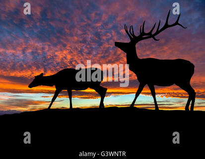 Silhouette von einem Rothirsch Stier Elch und eine weibliche Elch Kuh auf einem Berg mit dramatischen Sonnenuntergang im Hintergrund. Auch ein Stockfoto