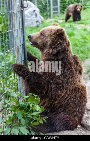 Eine nordamerikanische Grizzlybär (Ursus Arctos) sitzt in Gefangenschaft durch einen Zaun. Stockfoto