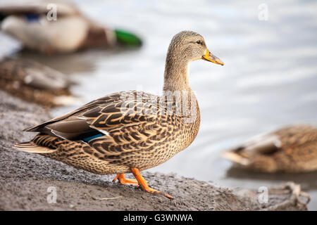 Ein Femald Stockente (Anas Platyrhynchos) steht am Rande eines Teiches. Stockfoto