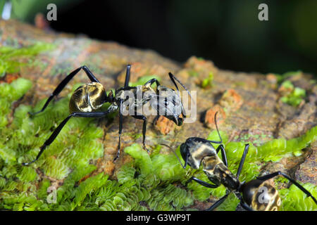 Camponotus Sericeiventris (Guérin-Méneville, 1838) Hymenoptera: Ameisen. Stockfoto