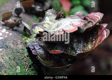 Lingzhi Pilz - Ganoderma lucidum Stockfoto