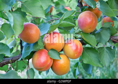 Aprikosen "Robada" Sorte reift auf Ast, Prunus Armeniaca " Stockfoto