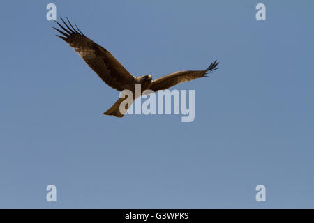 Der Zwergadler Flug Stockfoto