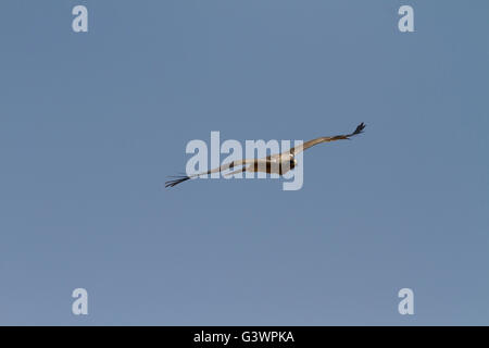 Der Zwergadler Flug Stockfoto