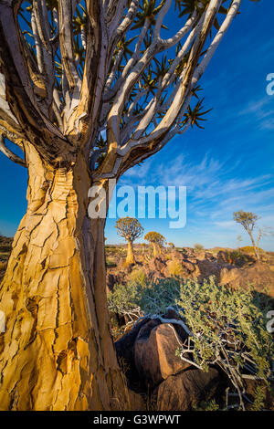 Der Köcherbaumwald (Kokerboom Woud in Afrikaans) ist ein Wald und touristische Attraktion der Süden Namibias. Stockfoto