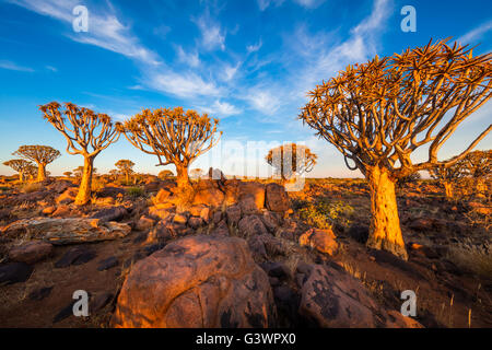 Der Köcherbaumwald (Kokerboom Woud in Afrikaans) ist ein Wald und touristische Attraktion der Süden Namibias. Stockfoto