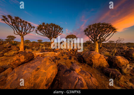 Der Köcherbaumwald (Kokerboom Woud in Afrikaans) ist ein Wald und touristische Attraktion der Süden Namibias. Stockfoto