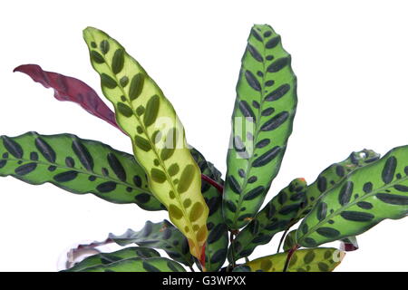 Calathea Insignis oder Calathea Lancifolia oder auch bekannt als Klapperschlange Pflanze, Zebra Pflanze, Pflanze, Gebet Pflanze oder Pfau. Stockfoto