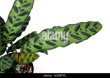 Calathea Insignis oder Calathea Lancifolia oder auch bekannt als Klapperschlange Pflanze, Zebra Pflanze, Pflanze, Gebet Pflanze oder Pfau. Stockfoto