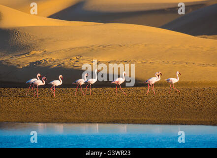 Flamingos sind eine Art waten Vogel der Gattung Phoenicopterus, die einzige Gattung in der Familie Phoenicopteridae. Stockfoto