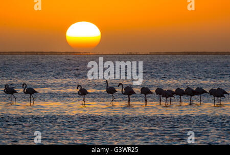 Flamingos sind eine Art waten Vogel der Gattung Phoenicopterus, die einzige Gattung in der Familie Phoenicopteridae. Stockfoto