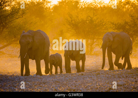 Afrikanische Elefanten im Etosha Nationalpark, Namibia. Stockfoto