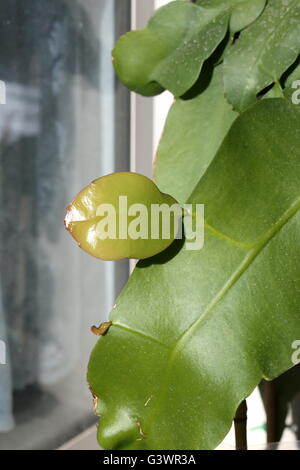 Nahaufnahme der Neubildung Epiphyllum oder auch bekannt als Orchidee Kaktus - Königin der Nacht, Epiphyllum Oxypetalum, Dutchman's pipe Stockfoto