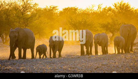 Afrikanische Elefanten im Etosha Nationalpark, Namibia. Stockfoto