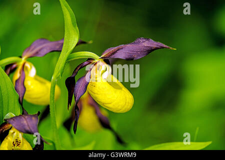 Lady Slipper Orchidee, Wildblumen in Deutschland Stockfoto