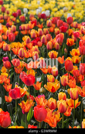 Pralormo Burg, blühende Tulpen im April für die Veranstaltung "Messer Tulipano", Piemont, Italien, Europa Stockfoto
