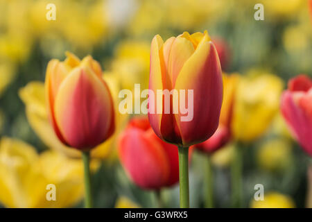 Pralormo Burg, blühende Tulpen im April für die Veranstaltung "Messer Tulipano", Piemont, Italien, Europa Stockfoto