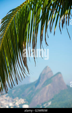 Nahaufnahme der Palme vor einem hellen Hintergrund der Strand von Ipanema und Rio De Janeiro, Brasilien-Skyline mit zwei Brüder Mt. Stockfoto