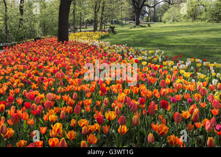 Pralormo Burg, blühende Tulpen im April für die Veranstaltung "Messer Tulipano", Piemont, Italien, Europa Stockfoto