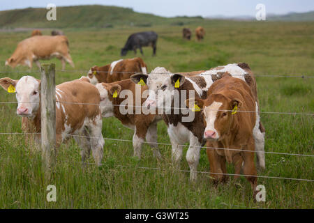 Mischlingshund Rindfleisch Kälber in Wiesen am Cley Beweidung Sümpfe Norfolk Stockfoto