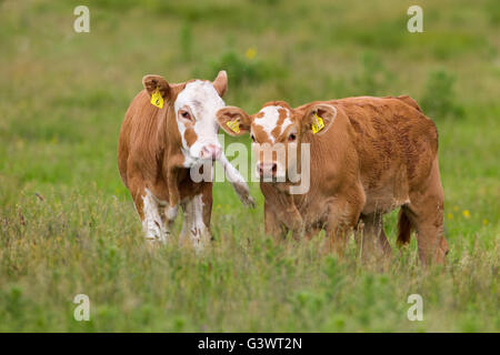 Mischlingshund Rindfleisch Kälber in Wiesen am Cley Beweidung Sümpfe Norfolk Stockfoto