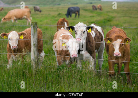 Mischlingshund Rindfleisch Kälber in Wiesen am Cley Beweidung Sümpfe Norfolk Stockfoto