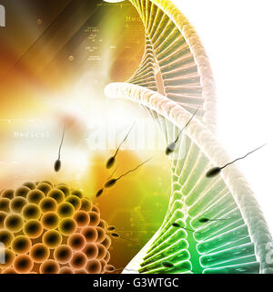 Ei- und Samenzelle mit Dna in farbigem Hintergrund Stockfoto