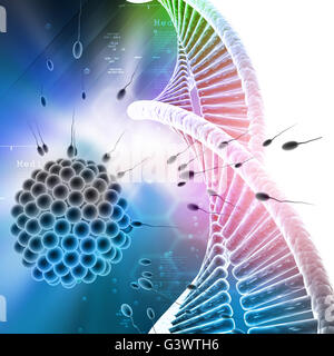 Ei- und Samenzelle mit Dna in farbigem Hintergrund Stockfoto